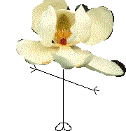 Mr Magnolia Blossom Head