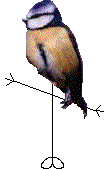 Mr Tit Head